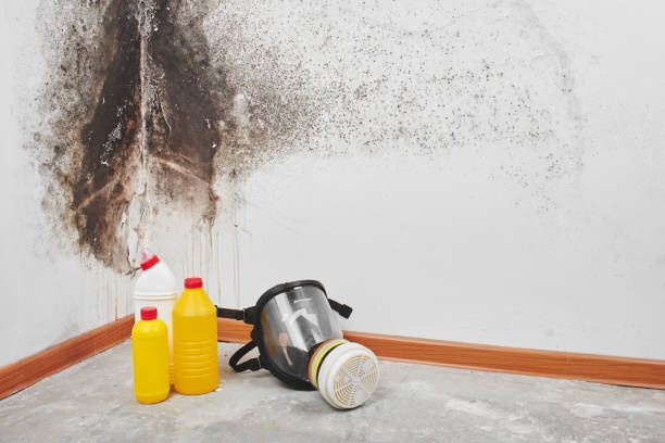 Best Mold Remediation  in Livingston, AL