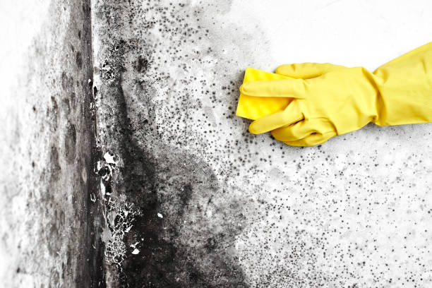 Best Local Mold Removal Service  in Livingston, AL