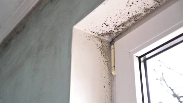 Best Certified Mold Removal  in Livingston, AL