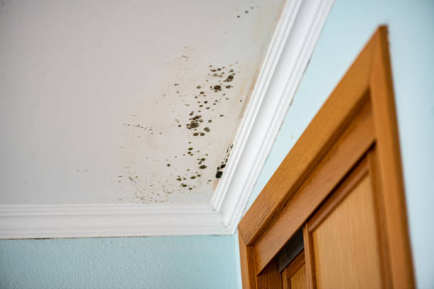 Best Residential Mold Removal  in Livingston, AL