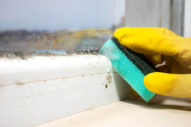 Best Commercial Mold Removal  in Livingston, AL