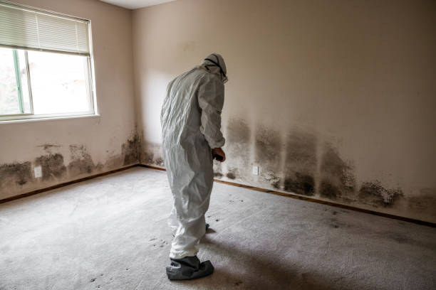 Best Fast Mold Removal  in Livingston, AL