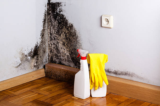 Best Same-Day Mold Removal  in Livingston, AL