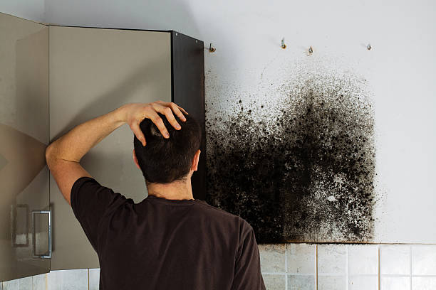 Best Mold Cleaning Services  in Livingston, AL